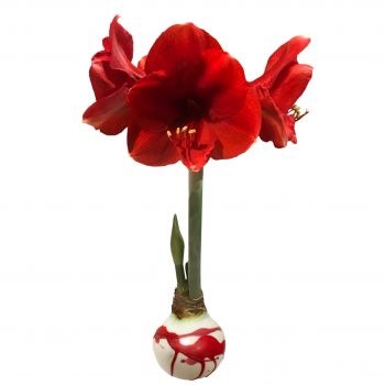 White Wax with Red and Pink Splatter, Victoria Amaryllis Bulb 34/36cm